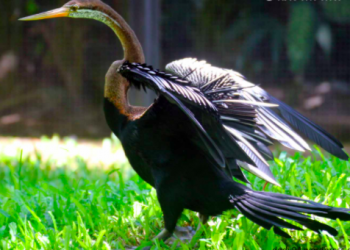 Burung Pecuk Ular Salah Satu Burung Unik Di Asia