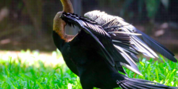 Burung Pecuk Ular Salah Satu Burung Unik Di Asia