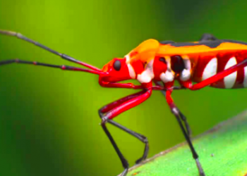 Bapak Pucung Jenis Serangga Terindah di Pedesaan