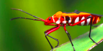 Bapak Pucung Jenis Serangga Terindah di Pedesaan
