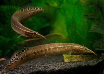 Ikan Berot Salah Satu Ikan Bengawan Solo Yang Semakin Langka