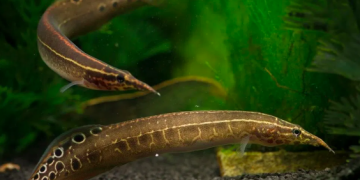 Ikan Berot Salah Satu Ikan Bengawan Solo Yang Semakin Langka