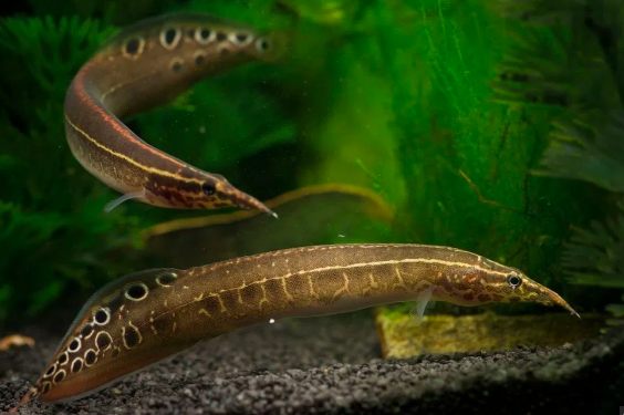 Ikan Berot Salah Satu Ikan Bengawan Solo Yang Semakin Langka