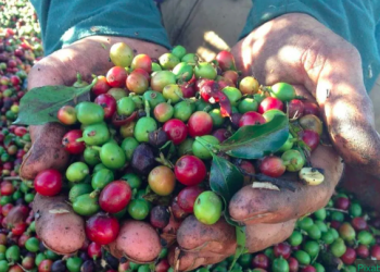 Kopi Dan Sejarah Asal Mula Kopi Di Minum Manusia