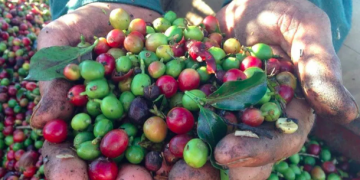 Kopi Dan Sejarah Asal Mula Kopi Di Minum Manusia