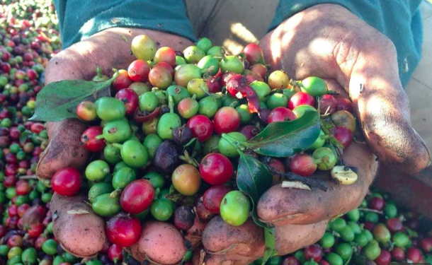 Kopi Dan Sejarah Asal Mula Kopi Di Minum Manusia