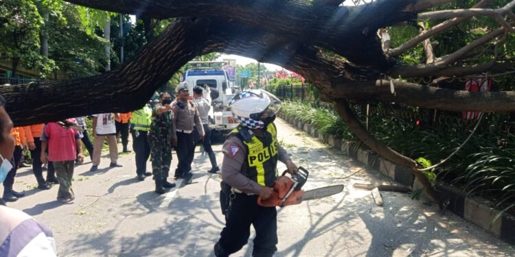 Polantas Surabaya Bersama Instansi Terkait, Laksanakan Penanganan Pohon Tumbang