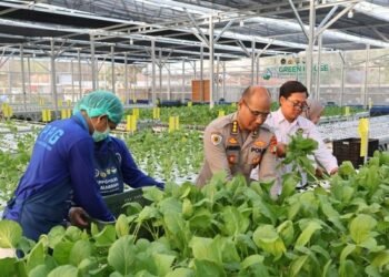Greenhouse SPPG Palmerah PMJ Panen Sawi dan Nila untuk Pasok Menu MBG